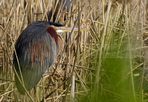 AIRONE ROSSO - Purple Heron - Ardea purpurea - Luogo: Centrale nucleare Enrico Fermi - Trino V.se (VC) - Autore: Alvaro 