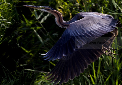 AIRONE ROSSO - Purple Heron - Ardea purpurea - Luogo: Riserva naturale Valli del Mincio (MN) - Autore: Alvaro 
