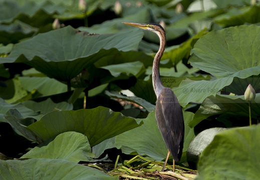 AIRONE ROSSO - Purple Heron - Ardea purpurea - Luogo: Riserva naturale Valli del Mincio (MN) - Autore: Alvaro 