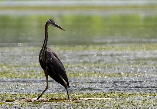 AIRONE ROSSO - Purple Heron - Ardea purpurea - Luogo: Riserva naturale Valli del Mincio (MN) - Autore: Alvaro 