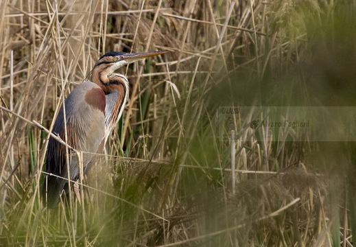 AIRONE ROSSO - Purple Heron - Ardea purpurea - Luogo: Centrale nucleare Enrico Fermi - Trino V.se (VC) - Autore: Alvaro 