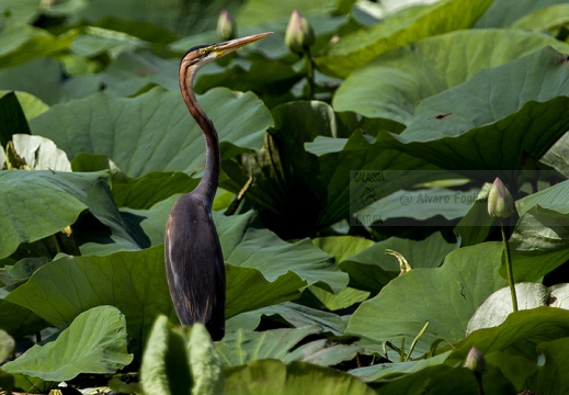 AIRONE ROSSO - Purple Heron - Ardea purpurea - Luogo: Riserva naturale Valli del Mincio (MN) - Autore: Alvaro 