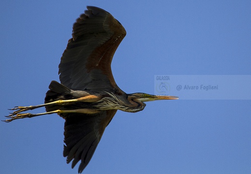 AIRONE ROSSO - Purple Heron - Ardea purpurea - Luogo: Riserva naturale Valli del Mincio (MN) - Autore: Alvaro 