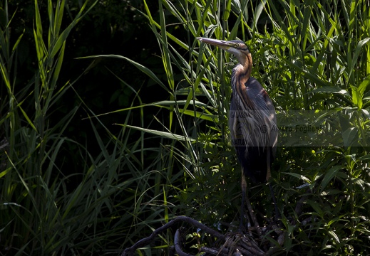 AIRONE ROSSO - Purple Heron - Ardea purpurea - Luogo: Riserva naturale Valli del Mincio (MN) - Autore: Alvaro 