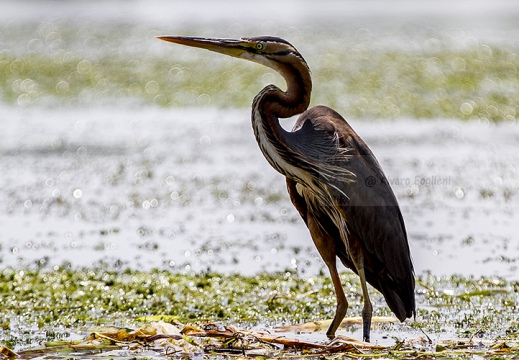AIRONE ROSSO - Purple Heron - Ardea purpurea - Luogo: Riserva naturale Valli del Mincio (MN) - Autore: Alvaro 