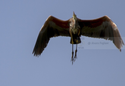 AIRONE ROSSO - Purple Heron - Ardea purpurea - Luogo: Riserva naturale Valli del Mincio (MN) - Autore: Alvaro 
