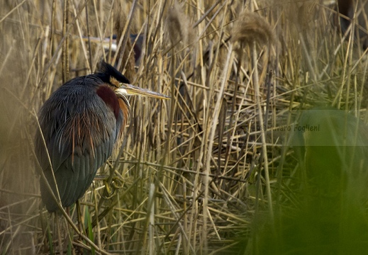 AIRONE ROSSO - Purple Heron - Ardea purpurea - Luogo: Centrale nucleare Enrico Fermi - Trino V.se (VC) - Autore: Alvaro 