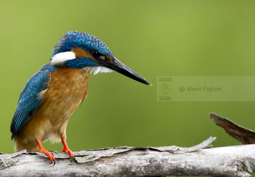  MARTIN PESCATORE - Kingfisher - Alcedo atthis - Luogo: Oasi La Madonnina - S. Albano Stura (CN) - Autore: Alvaro