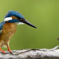  MARTIN PESCATORE - Kingfisher - Alcedo atthis - Luogo: Oasi La Madonnina - S. Albano Stura (CN) - Autore: Alvaro