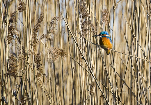  MARTIN PESCATORE - Kingfisher - Alcedo atthis - Luogo: Oasi La Madonnina - S. Albano Stura (CN) - Autore: Alvaro