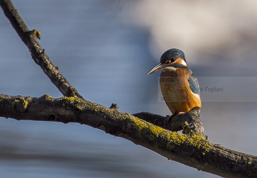  MARTIN PESCATORE - Kingfisher - Alcedo atthis - Luogo: Oasi La Madonnina - S. Albano Stura (CN) - Autore: Alvaro