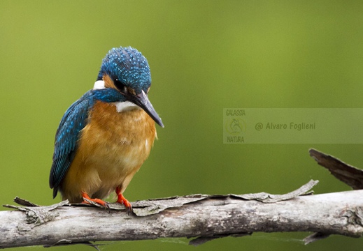  MARTIN PESCATORE - Kingfisher - Alcedo atthis - Luogo: Oasi La Madonnina - S. Albano Stura (CN) - Autore: Alvaro