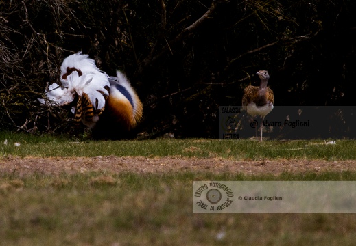 OTARDA,  Great bustard, Otis tarda - Luogo: Aree steppiche "La Serena" - Estremadura (E) - Autore: Claudia & Alvaro  