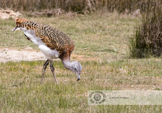 OTARDA,  Great bustard, Otis tarda - Luogo: Aree steppiche "La Serena" - Estremadura (E) - Autore: Claudia & Alvaro  