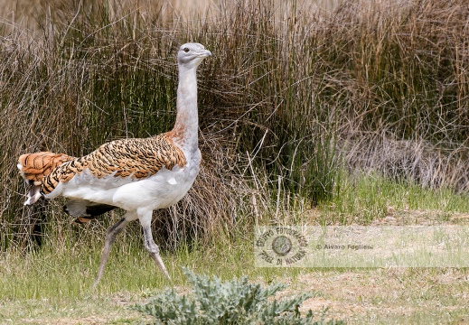 OTARDA,  Great bustard, Otis tarda - Luogo: Aree steppiche "La Serena" - Estremadura (E) - Autore: Claudia & Alvaro  