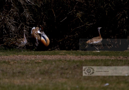 OTARDA,  Great bustard, Otis tarda - Luogo: Aree steppiche "La Serena" - Estremadura (E) - Autore: Claudia & Alvaro  