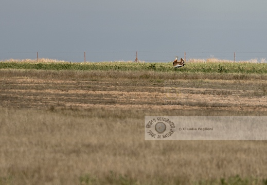 OTARDA,  Great bustard, Otis tarda - Luogo: Aree steppiche "La Serena" - Estremadura (E) - Autore: Claudia & Alvaro  