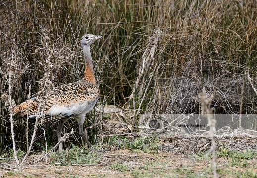OTARDA,  Great bustard, Otis tarda - Luogo: Aree steppiche "La Serena" - Estremadura (E) - Autore: Claudia & Alvaro  