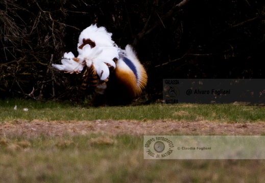 OTARDA,  Great bustard, Otis tarda - Luogo: Aree steppiche "La Serena" - Estremadura (E) - Autore: Claudia & Alvaro  