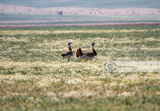 OTARDA,  Great bustard, Otis tarda - Luogo: Aree steppiche "La Serena" - Estremadura (E) - Autore: Claudia & Alvaro  