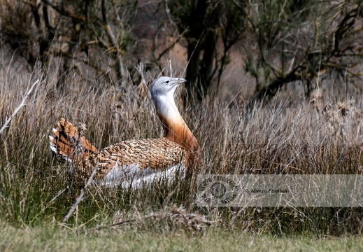 OTARDA,  Great bustard, Otis tarda - Luogo: Aree steppiche "La Serena" - Estremadura (E) - Autore: Claudia & Alvaro  