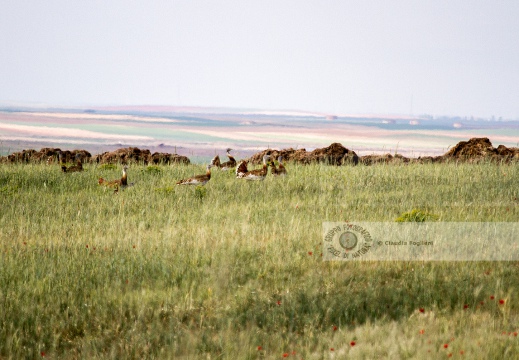 OTARDA,  Great bustard, Otis tarda - Luogo: Aree steppiche "La Serena" - Estremadura (E) - Autore: Claudia & Alvaro  