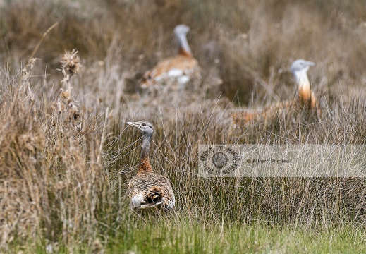 OTARDA,  Great bustard, Otis tarda - Luogo: Aree steppiche "La Serena" - Estremadura (E) - Autore: Claudia & Alvaro  