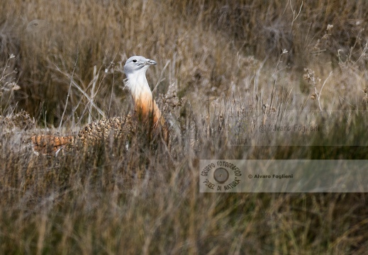 OTARDA,  Great bustard, Otis tarda - Luogo: Aree steppiche "La Serena" - Estremadura (E) - Autore: Claudia & Alvaro  