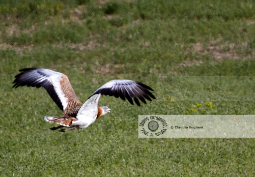 OTARDA,  Great bustard, Otis tarda - Luogo: Aree steppiche "La Serena" - Estremadura (E) - Autore: Claudia & Alvaro  
