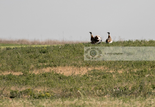 OTARDA,  Great bustard, Otis tarda - Luogo: Aree steppiche "La Serena" - Estremadura (E) - Autore: Claudia & Alvaro  