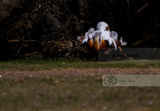 OTARDA,  Great bustard, Otis tarda - Luogo: Aree steppiche "La Serena" - Estremadura (E) - Autore: Claudia & Alvaro  