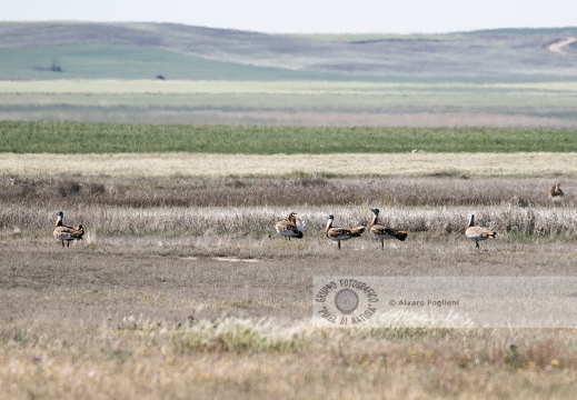 OTARDA,  Great bustard, Otis tarda - Luogo: Aree steppiche "La Serena" - Estremadura (E) - Autore: Claudia & Alvaro  