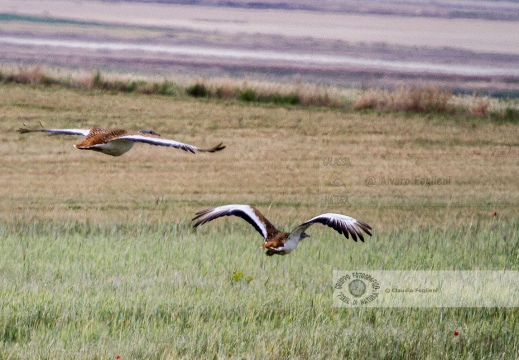 OTARDA,  Great bustard, Otis tarda - Luogo: Aree steppiche "La Serena" - Estremadura (E) - Autore: Claudia & Alvaro  