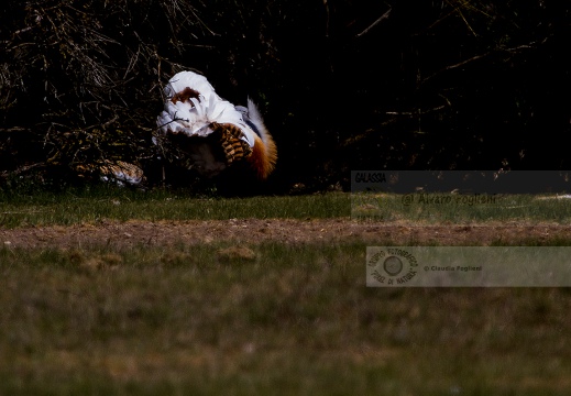 OTARDA,  Great bustard, Otis tarda - Luogo: Aree steppiche "La Serena" - Estremadura (E) - Autore: Claudia & Alvaro  