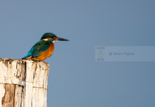 MARTIN PESCATORE - Kingfisher - Alcedo atthis - Marano Lagunare - Porto  (UD) - Autore: Alvaro