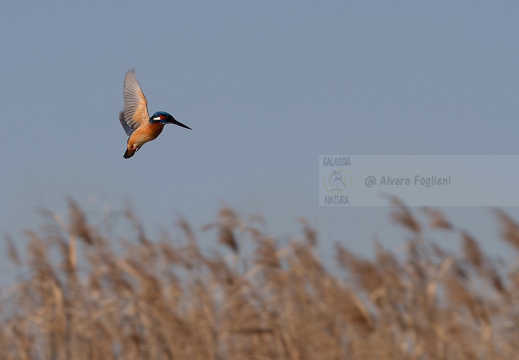 MARTIN PESCATORE - Kingfisher - Alcedo atthis - Riserva Naturale della Valle Canal Novo (UD) - Autore: Claudia 