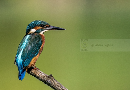 MARTIN PESCATORE - Kingfisher - Alcedo atthis - Luogo: Oasi Torrile (PR) - Autore: Alvaro