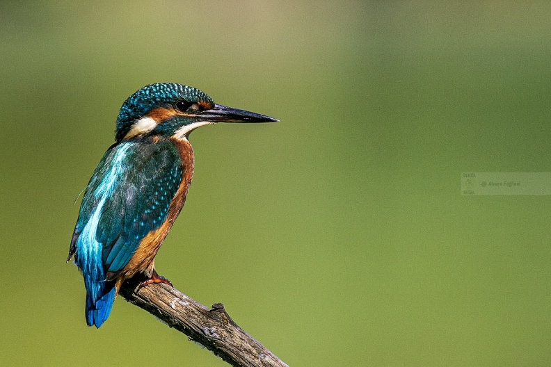 MARTIN PESCATORE - Kingfisher - Alcedo atthis - Luogo: Oasi Torrile (PR) - Autore: Alvaro