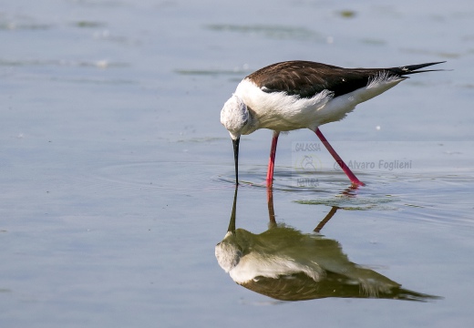 CAVALIERE D'ITALIA, Black-winged Stilt, Échasse blanche; Himantopus himantopus 