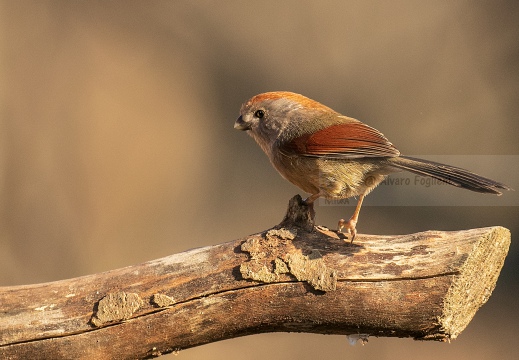 PANURO DI WEBB - Vinous-throated parrotbill - Sinosuthora webbiana - Luogo: Palude Brabbia (VA) - Autore: Alvaro