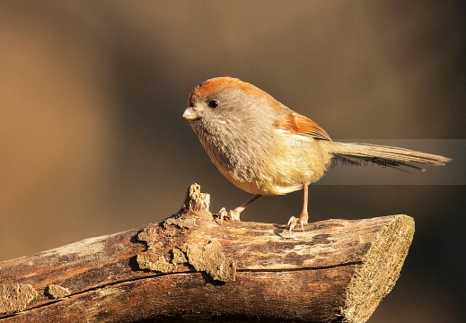 PANURO DI WEBB - Vinous-throated parrotbill - Sinosuthora webbiana - Luogo: Palude Brabbia (VA) - Autore: Alvaro