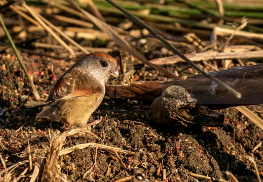 PANURO DI WEBB - Vinous-throated parrotbill - Sinosuthora webbiana - Luogo: Palude Brabbia (VA) - Autore: Alvaro