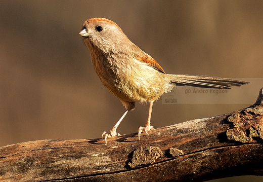 PANURO DI WEBB - Vinous-throated parrotbill - Sinosuthora webbiana - Luogo: Palude Brabbia (VA) - Autore: Alvaro