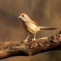 PANURO DI WEBB - Vinous-throated parrotbill - Sinosuthora webbiana - Luogo: Palude Brabbia (VA) - Autore: Alvaro