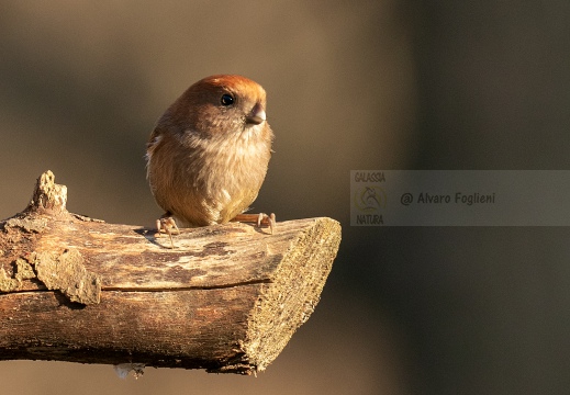 PANURO DI WEBB - Vinous-throated parrotbill - Sinosuthora webbiana - Luogo: Palude Brabbia (VA) - Autore: Alvaro