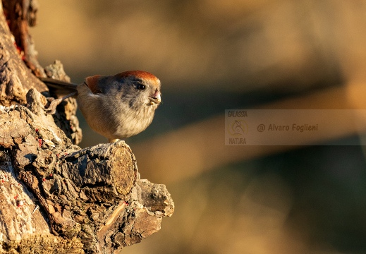 PANURO DI WEBB - Vinous-throated parrotbill - Sinosuthora webbiana - Luogo: Palude Brabbia (VA) - Autore: Alvaro