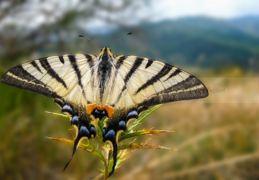  PODALIRIO, scarce swallowtail, Iphiclides podalirius - Luogo: Costa Pelada (PV) - Autore: Alvaro