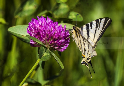 PODALIRIO, scarce swallowtail, Iphiclides podalirius - Luogo: Alta Val Tidone (PV) - Autore: Alvaro