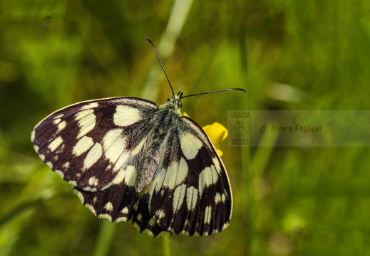 GALATEA, Marbled white, Melanargia galathea - Valverde (PV) - Autore: Alvaro