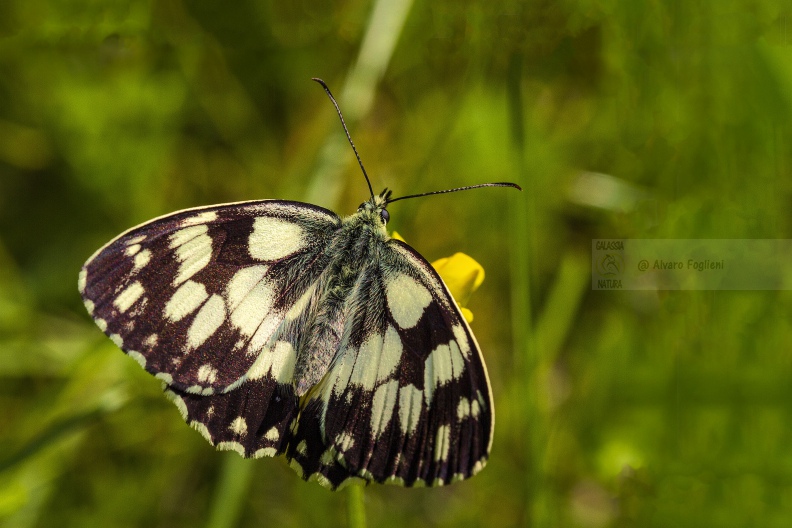 Melanargia galathea _MG_3626.jpg